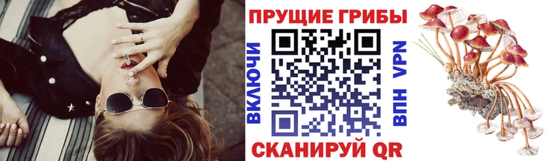 Купить где  Короча  Псилоцибиновые грибы MAGIC MUSHROOMS 
